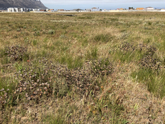 Protea scolymocephala