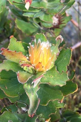 Leucospermum oleifolium