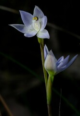 Thelymitra pallidiflora