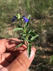Salvia subincisa