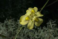 Moraea ramosissima