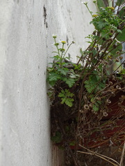 Tanacetum parthenium