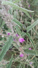 Calligrapha mexicana