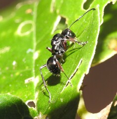 Polyrhachis australis