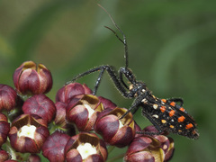 Rhynocoris tristis
