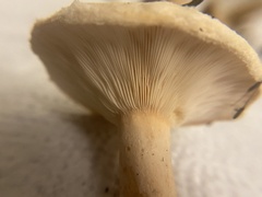 Lactarius pubescens