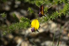 Aspalathus retroflexa bicolor