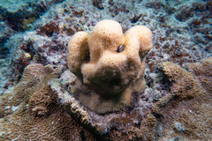 Goniastrea stelligera