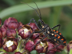 Rhynocoris tristis