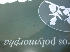 Baeus persordidus
