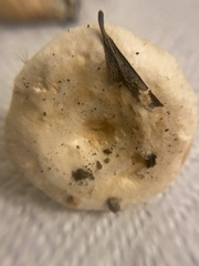 Lactarius pubescens