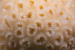 Goniastrea stelligera