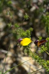 Aspalathus retroflexa bicolor