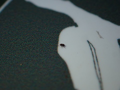 Baeus persordidus