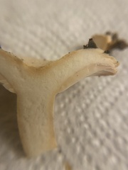 Lactarius pubescens