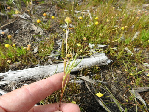 Image of Cotula filifolia by (c) Paul Emms, some rights reserved (CC BY-SA)