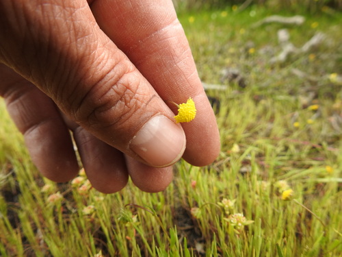 Image of Cotula filifolia by (c) Paul Emms, some rights reserved (CC BY-SA)