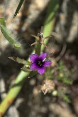 Monopsis debilis
