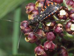 Rhynocoris tristis