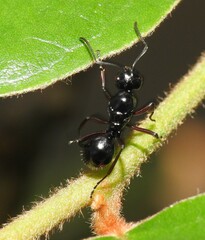 Polyrhachis australis