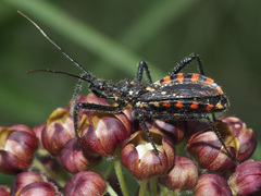 Rhynocoris tristis