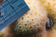 Goniastrea stelligera