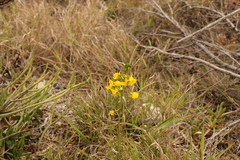 Eulophia speciosa