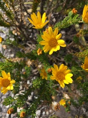Osteospermum polygaloides
