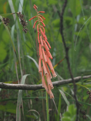 Kniphofia angustifolia