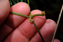 Cassytha pubescens