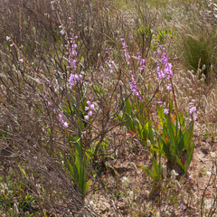 Watsonia marginata