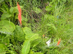 Kniphofia angustifolia