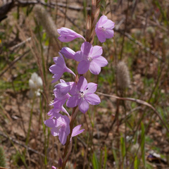 Watsonia marginata