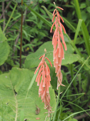 Kniphofia angustifolia