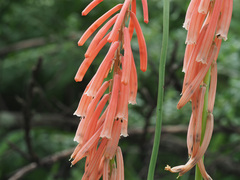 Kniphofia angustifolia