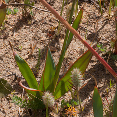 Watsonia marginata