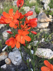 Pillansia templemannii