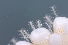 Zanclea