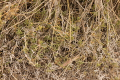 Delosperma litorale