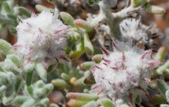 Dissocarpus paradoxus