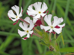 Zaluzianskya microsiphon