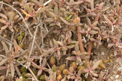 Delosperma litorale