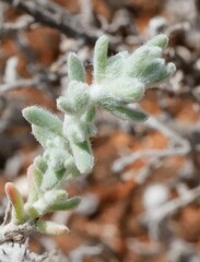 Dissocarpus paradoxus