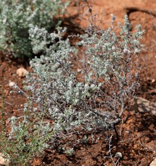 Dissocarpus paradoxus