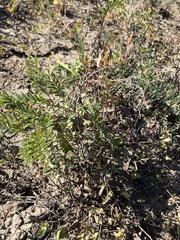 Astragalus bisulcatus