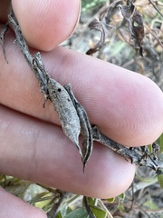 Astragalus bisulcatus