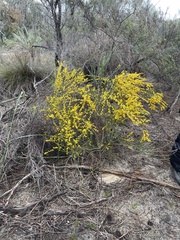 Acacia spinescens