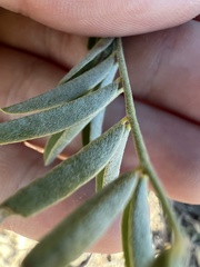 Astragalus bisulcatus