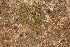 Glottiphyllum longum