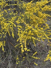 Acacia spinescens